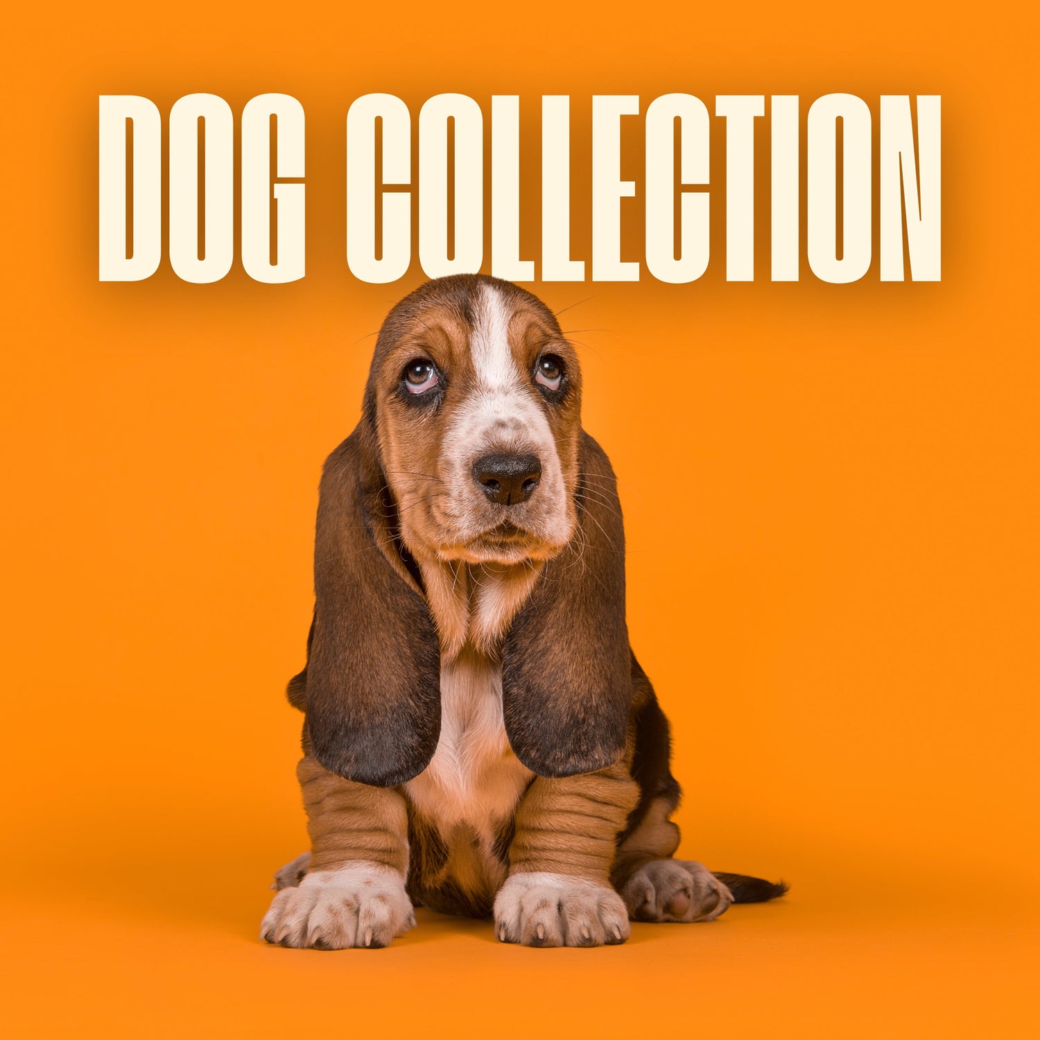 Dog Collection