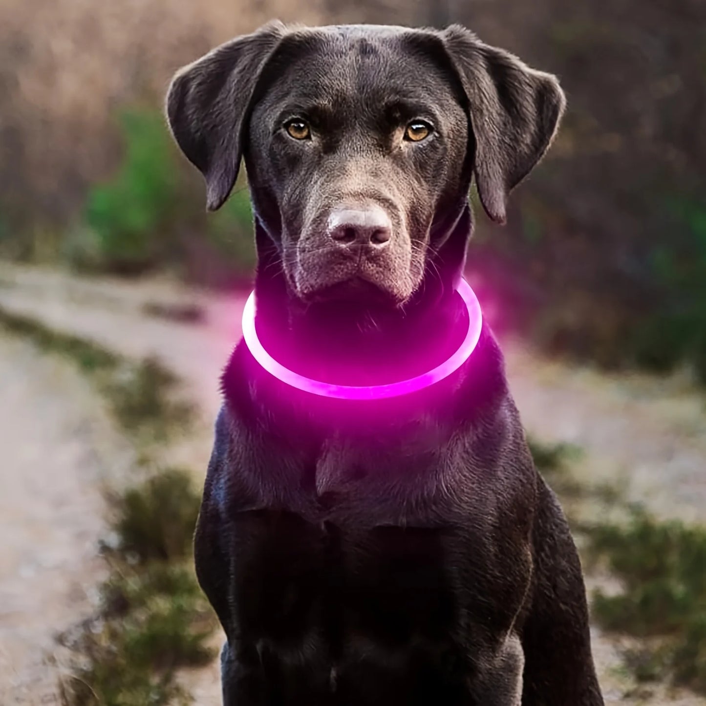 Led Dog Collar Luminous